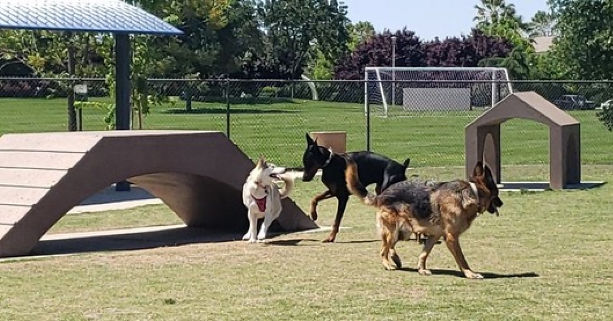 Old Greater Community Gains New Dog Park! LivingADK